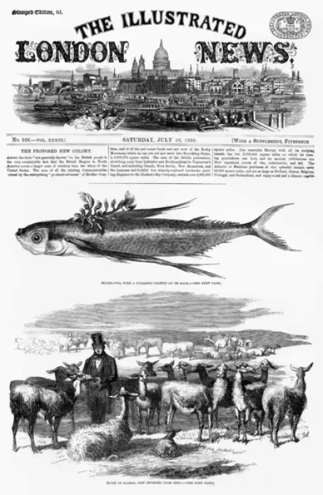 Framed Print : A flock of llamas, imported from Peru in 1858 Framed Print : A flock of llamas, imported from Peru in 1858