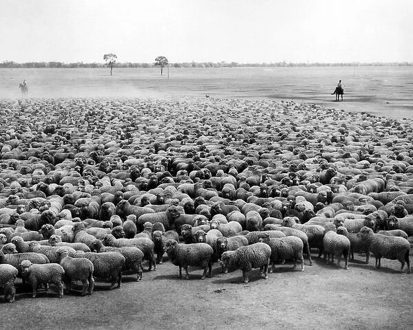 Flock of sheep, Burrawang Station, Australia