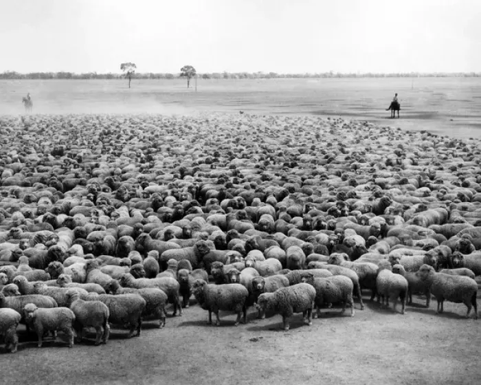 Framed Print : Flock of sheep, Burrawang Station, Australia Framed Print : Flock of sheep, Burrawang Station, Australia