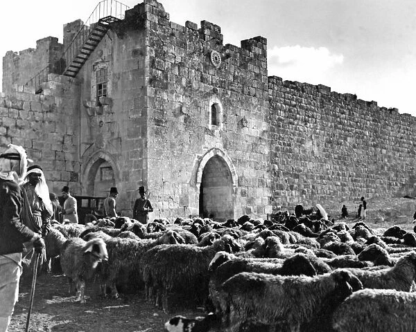 Flock of sheep, walls of Jerusalem