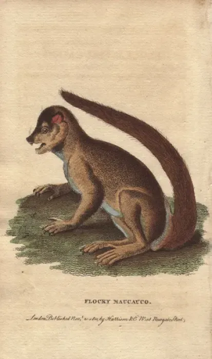 Framed Print : Flocky maucauco or macauco, woolly lemur or Framed Print : Flocky maucauco or macauco, woolly lemur or