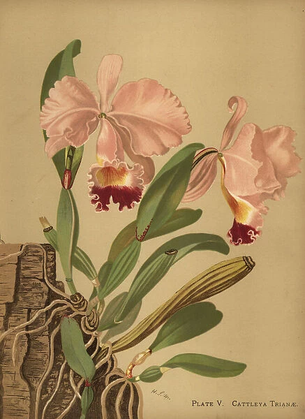 Flor de Mayo or Christmas orchid, Cattleya trianae