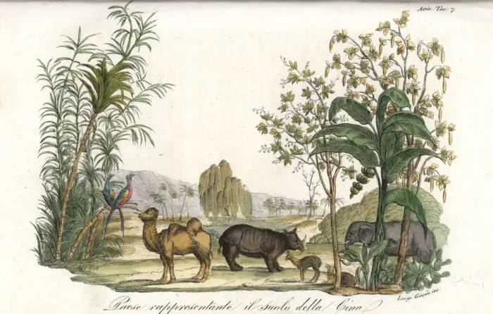 Framed Print : Flora and fauna of Asia, including elephant Framed Print : Flora and fauna of Asia, including elephant