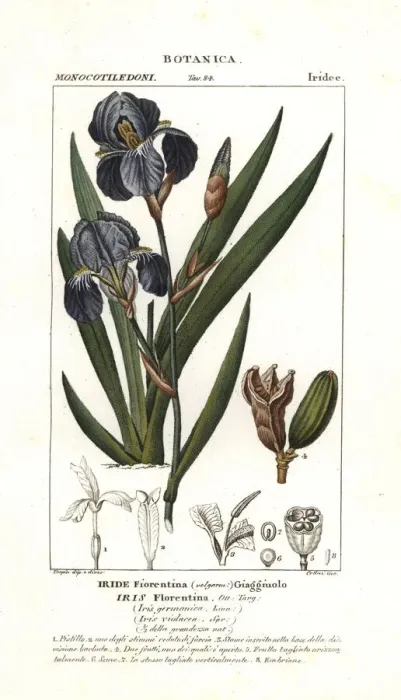 Framed Print : Florentine iris, Iris germanica var. florentina Framed Print : Florentine iris, Iris germanica var. florentina