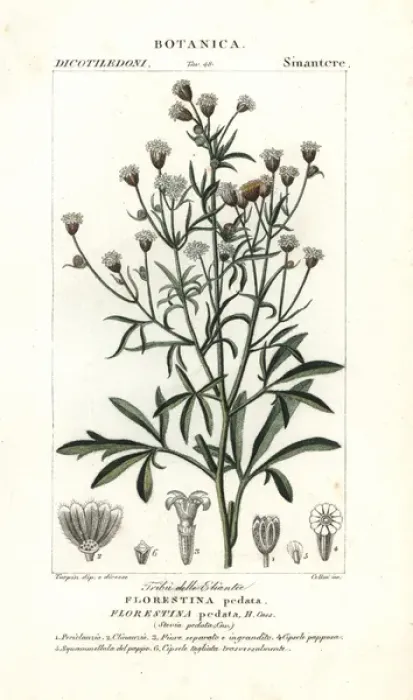 Framed Print : Florestina pedata Framed Print : Florestina pedata