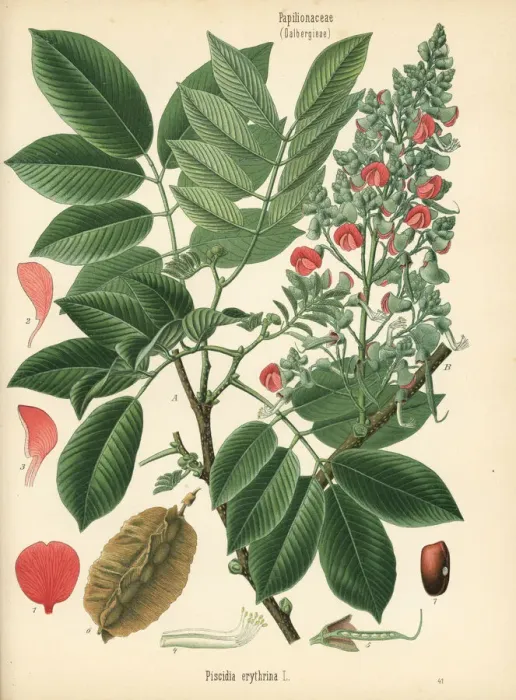 Framed Print : Florida fishpoison tree, Piscidia piscipula Framed Print : Florida fishpoison tree, Piscidia piscipula