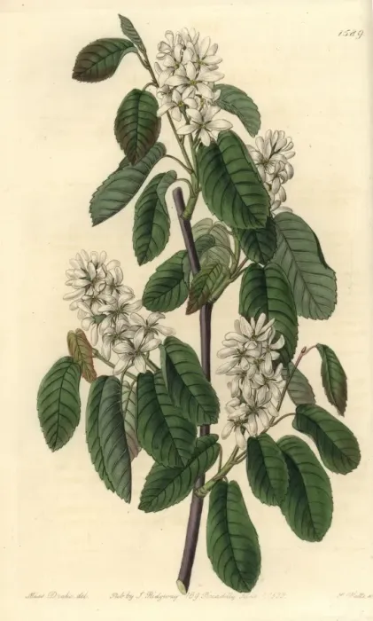 Framed Print : Florida serviceberry, Amelanchier alnifolia subsp florida Framed Print : Florida serviceberry, Amelanchier alnifolia subsp florida