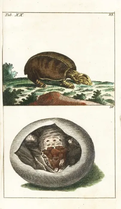 Framed Print : Florida softshell turtle, Apalone ferox, and young in egg Framed Print : Florida softshell turtle, Apalone ferox, and young in egg