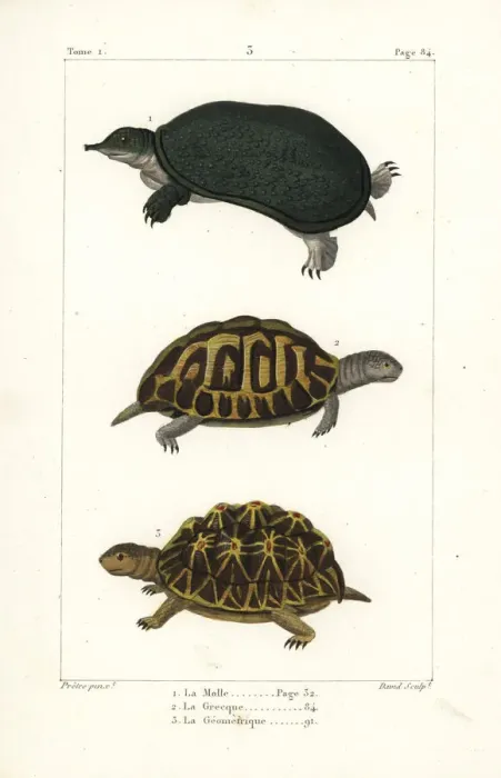 Framed Print : Florida softshell turtle, spur-thighed Framed Print : Florida softshell turtle, spur-thighed