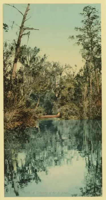 Framed Print : Florida. Tributary of the St. Johns Framed Print : Florida. Tributary of the St. Johns