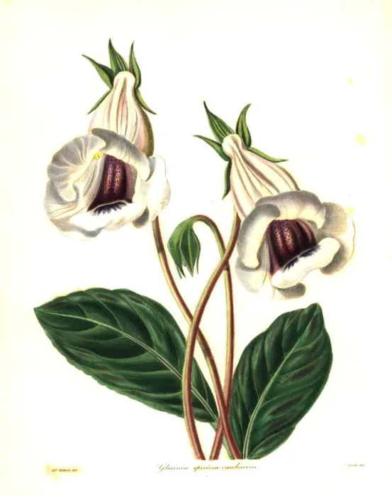 Framed Print : Florists gloxinia, Sinningia speciosa Framed Print : Florists gloxinia, Sinningia speciosa