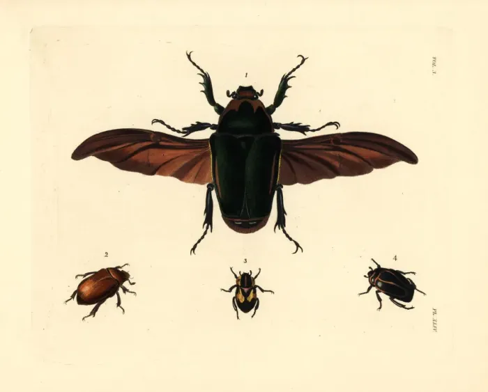 Framed Print : Flower beetle and other exotic beetles Framed Print : Flower beetle and other exotic beetles