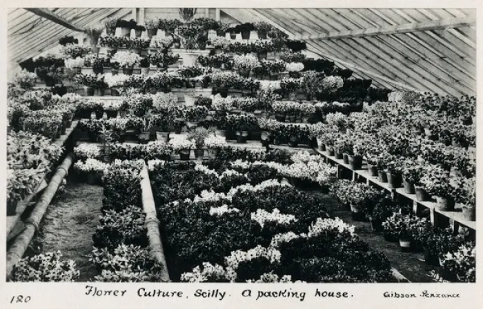 Framed Print : Flower Culture - Scilly - A Packing House Framed Print : Flower Culture - Scilly - A Packing House