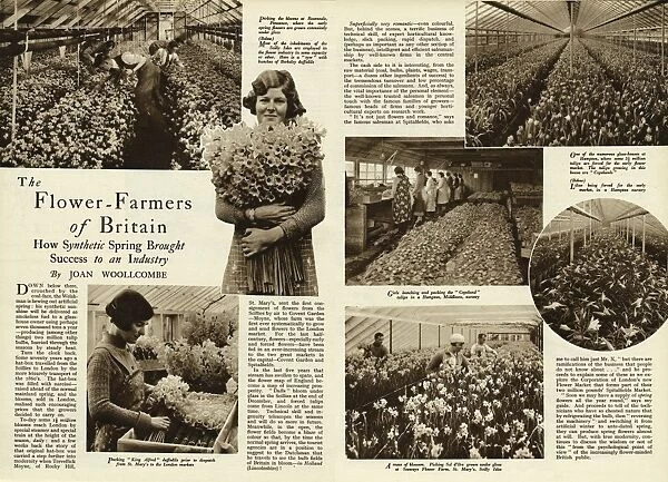 The flower farmers of Britain 1938