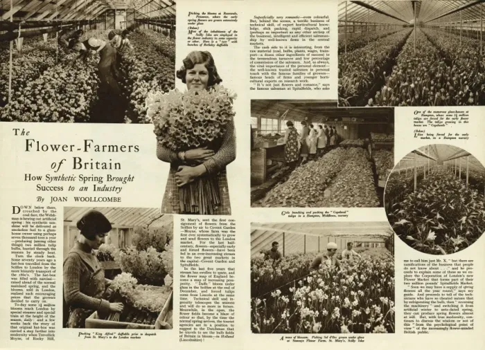 Framed Print : The flower farmers of Britain 1938 Framed Print : The flower farmers of Britain 1938