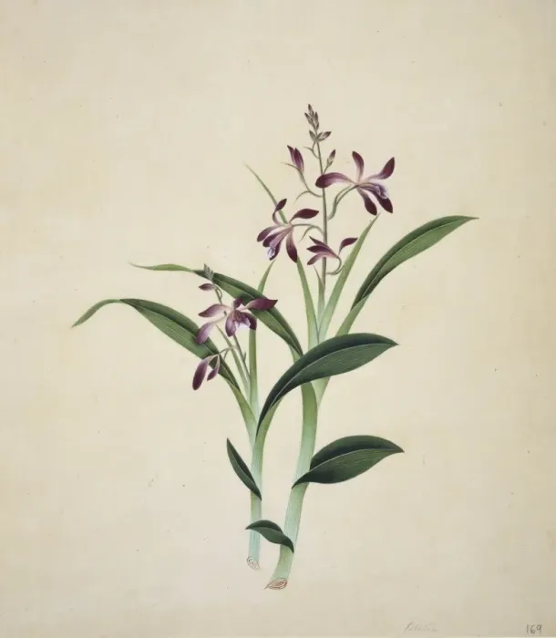 Framed Print : Flower Illustration from the Reeves Collection Framed Print : Flower Illustration from the Reeves Collection