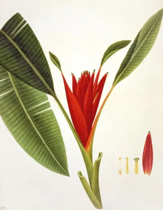 Framed Print : Flower Illustration from the Reeves Collection Framed Print : Flower Illustration from the Reeves Collection