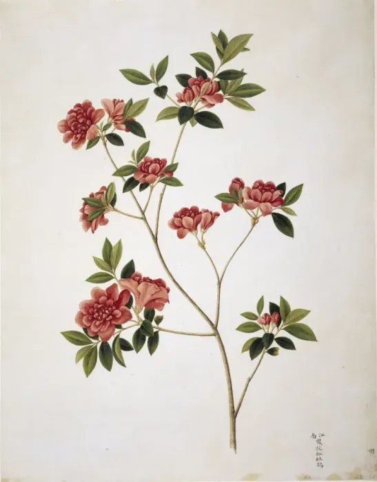 Framed Print : Flower Illustration from the Reeves Collection Framed Print : Flower Illustration from the Reeves Collection