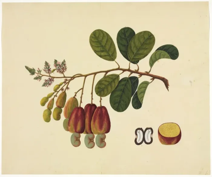 Framed Print : Flower Illustration from the Reeves Collection Framed Print : Flower Illustration from the Reeves Collection
