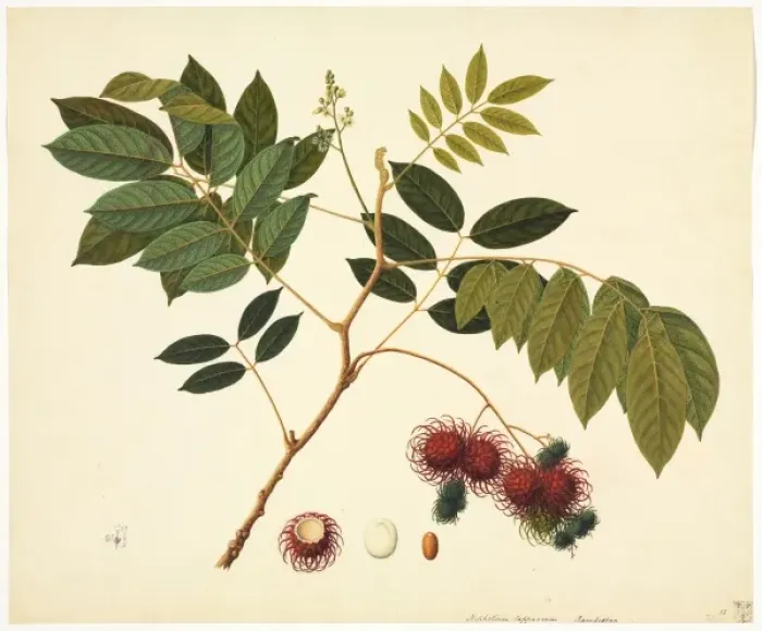 Framed Print : Flower Illustration from the Reeves Collection Framed Print : Flower Illustration from the Reeves Collection