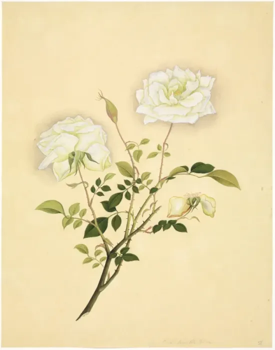 Framed Print : Flower Illustration from the Reeves Collection Framed Print : Flower Illustration from the Reeves Collection