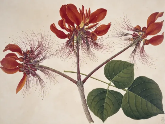 Framed Print : Flower Illustration from the Reeves Collection Framed Print : Flower Illustration from the Reeves Collection