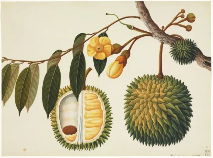 Framed Print : Flower Illustration from the Reeves Collection Framed Print : Flower Illustration from the Reeves Collection