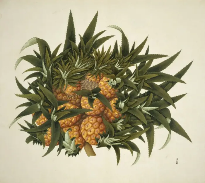 Framed Print : Flower Illustration from the Reeves Collection Framed Print : Flower Illustration from the Reeves Collection