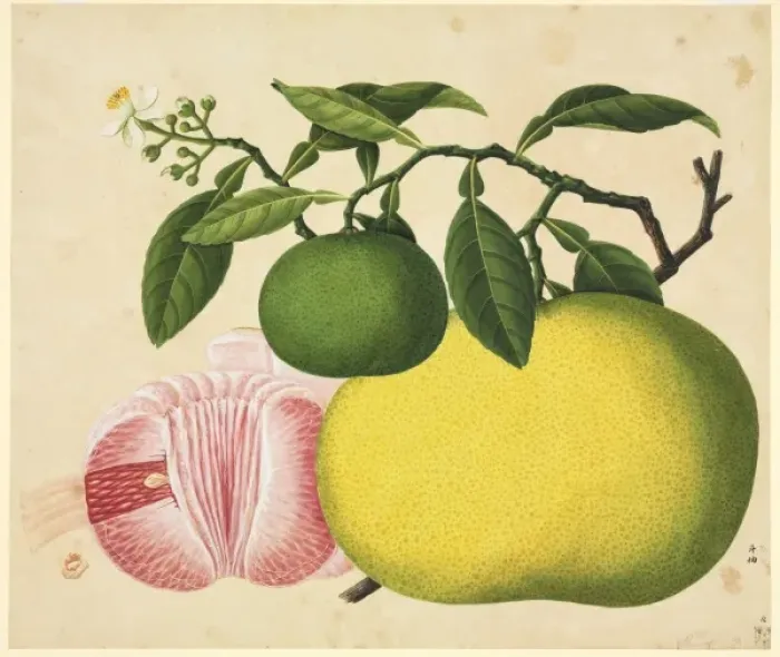 Framed Print : Flower Illustration from the Reeves Collection Framed Print : Flower Illustration from the Reeves Collection