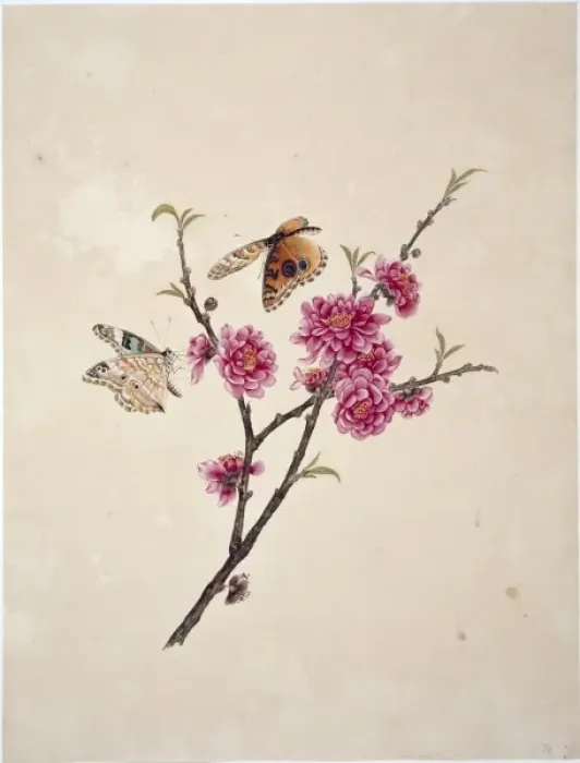 Framed Print : Flower Illustration from the Reeves Collection Framed Print : Flower Illustration from the Reeves Collection