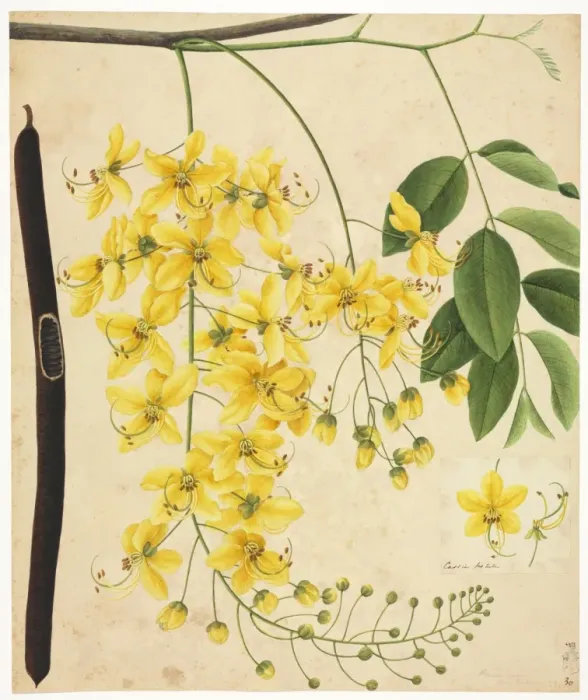 Framed Print : Flower Illustration from the Reeves Collection Framed Print : Flower Illustration from the Reeves Collection