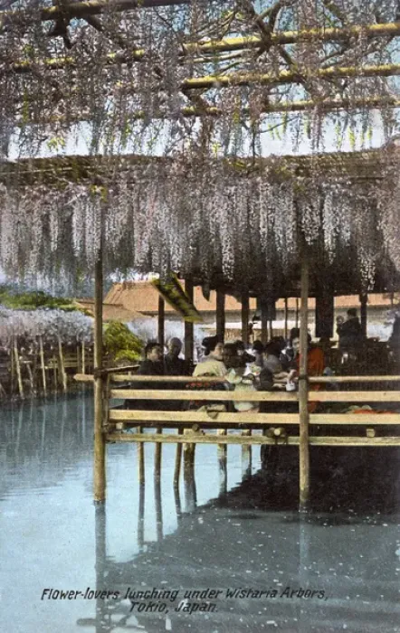 Framed Print : Flower-lovers dine beneath wisteria blossoms - Tokyo, Japan Framed Print : Flower-lovers dine beneath wisteria blossoms - Tokyo, Japan