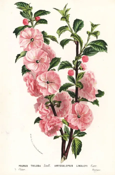 Framed Print : Flowering almond tree, Prunus triloba Framed Print : Flowering almond tree, Prunus triloba