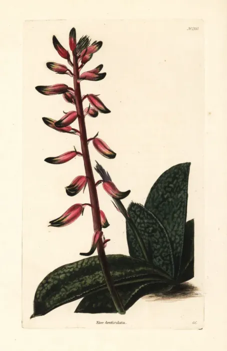 Framed Print : A Flowering Gasteria plant Framed Print : A Flowering Gasteria plant