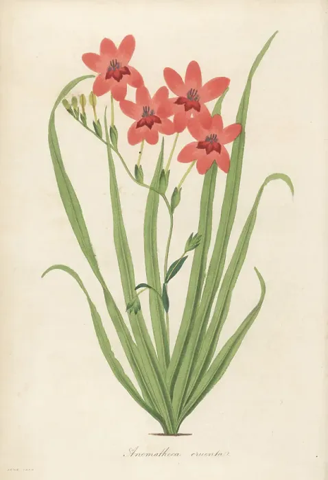 Framed Print : Flowering grass, Freesia laxa Framed Print : Flowering grass, Freesia laxa