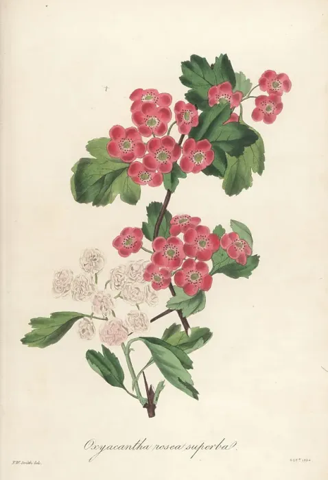 Framed Print : Flowering hawthorn, Oxycantha rosea superba Framed Print : Flowering hawthorn, Oxycantha rosea superba