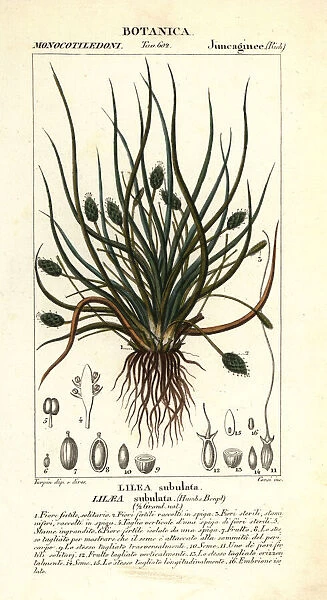Flowering quillwort or awl-leaf lilaea, Lilaea subulata