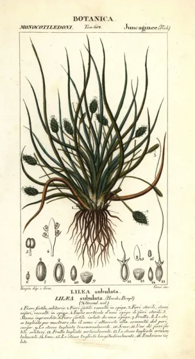 Framed Print : Flowering quillwort or awl-leaf lilaea, Lilaea subulata Framed Print : Flowering quillwort or awl-leaf lilaea, Lilaea subulata