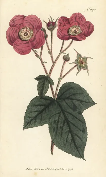Framed Print : Flowering raspberry, Rubus odoratus