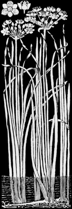 Framed Print : Flowering Rush Framed Print : Flowering Rush