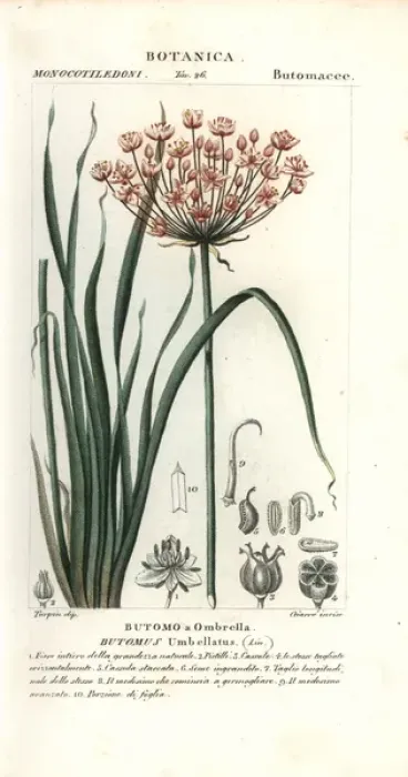 Framed Print : Flowering rush, Butomus umbellatus Framed Print : Flowering rush, Butomus umbellatus