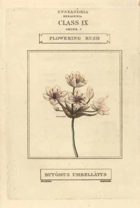 Framed Print : Flowering rush, Butomus umbellatus Framed Print : Flowering rush, Butomus umbellatus
