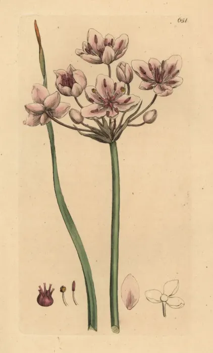 Framed Print : Flowering rush, Butomus umbellatus Framed Print : Flowering rush, Butomus umbellatus