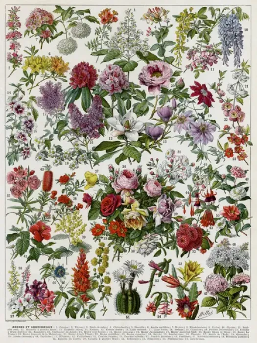 Framed Print : Flowering shrubs Framed Print : Flowering shrubs