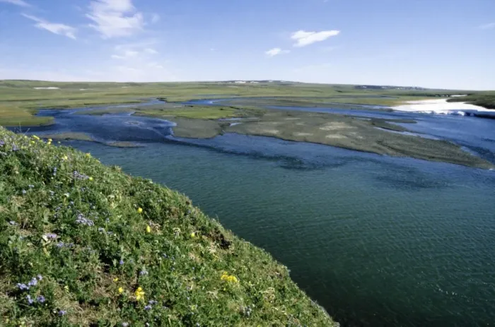 Framed Print : Flowering tundra of river Maksimovka valley, everlasting Framed Print : Flowering tundra of river Maksimovka valley, everlasting
