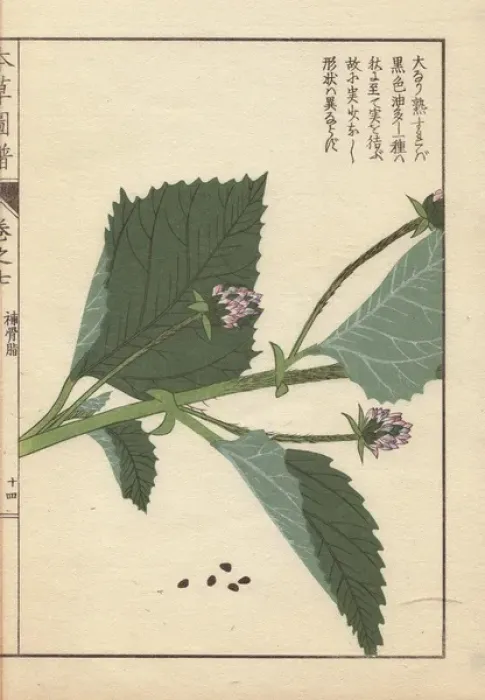 Framed Print : Flowers of Babchi, or scurf pea, Psoralea corylifolia Framed Print : Flowers of Babchi, or scurf pea, Psoralea corylifolia
