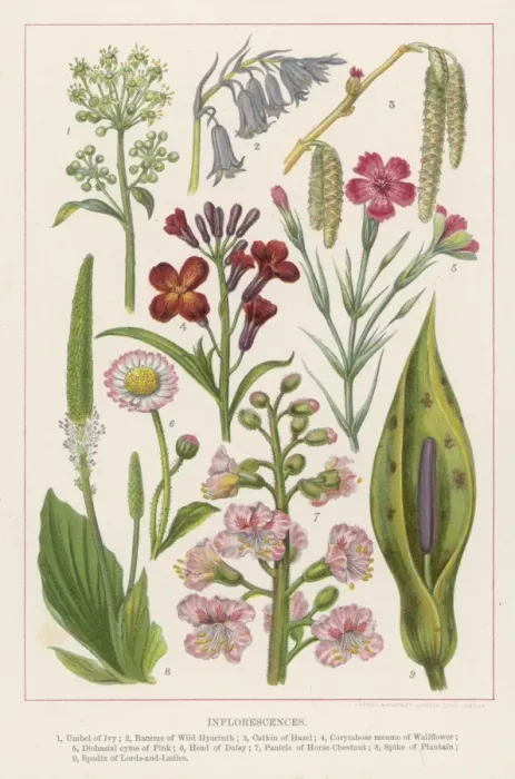 Framed Print : Flowers / Cassell s Framed Print : Flowers / Cassell s