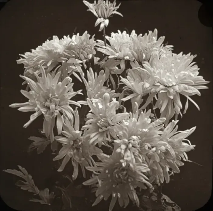 Framed Print : Flowers - Chrysanthemums Framed Print : Flowers - Chrysanthemums