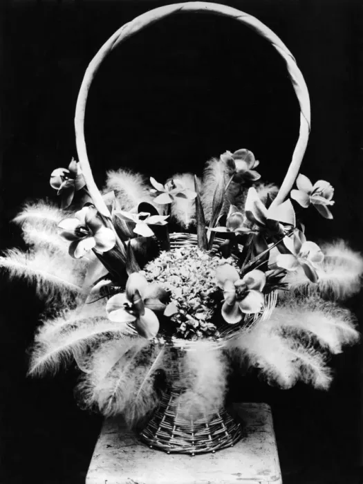 Framed Print : Flowers & Feathers Framed Print : Flowers & Feathers
