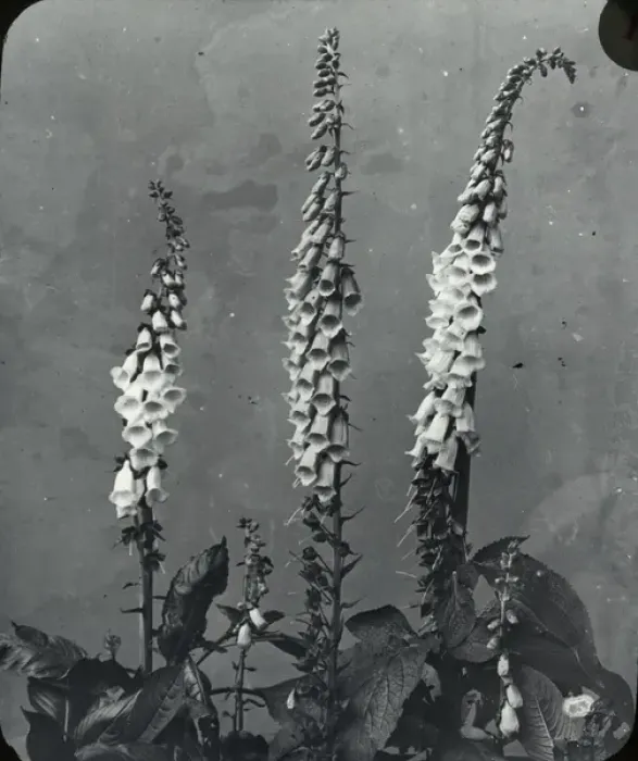Framed Print : Flowers - Foxglove Framed Print : Flowers - Foxglove